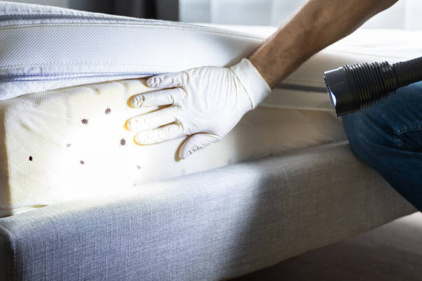 Best Exterminator Services  in Wadena, MN