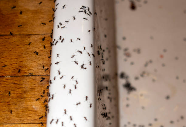 Professional Pest Control in Wadena, MN