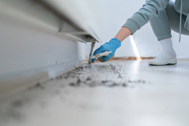 Best Mosquito Control Services  in Wadena, MN